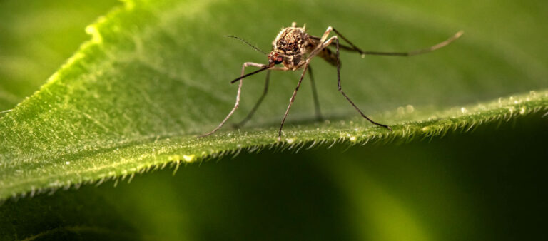 Wkrótce dopadną nas... komary. Oto coś, co chciałbym mieć w swoim ogrodzie