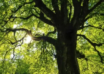 Digital technologies consume 4% of electricity